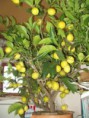 /album/fenykepgaleria/letoltes-1-jpg/